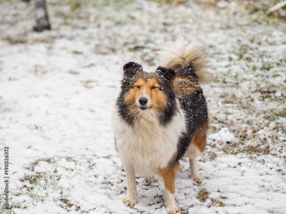 Dog, Shetland sheepdog, collie, standing on winter snow field, covered with white snow. Dog, Shetland sheepdog, collie, standing on winter snow field, covered with white snow.