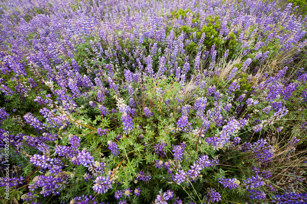 Fototapeta premium Lavender Field