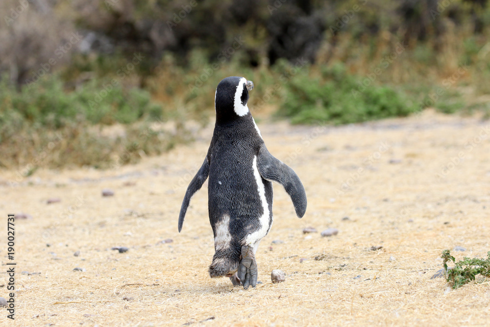 Fototapeta premium Magellanic Penguin Walking Away, Waving Goodbye. Punta Tombo reserve, Argentina