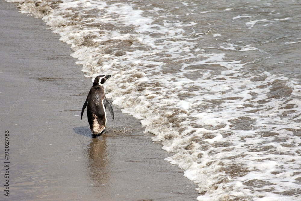 Naklejka premium Magellanic Penguin Walking Away, Waving Goodbye. Punta Tombo reserve, Argentina