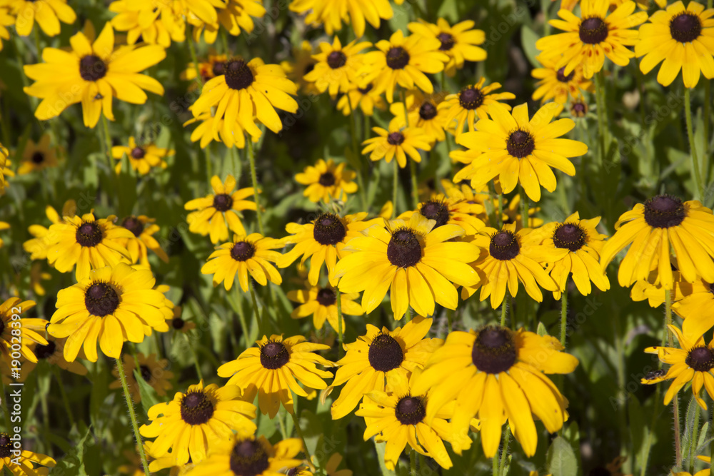 Black-eyed Susan Garden Black-eyed Susan Garden
