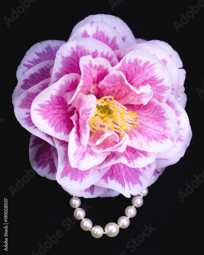 camellia and pearls