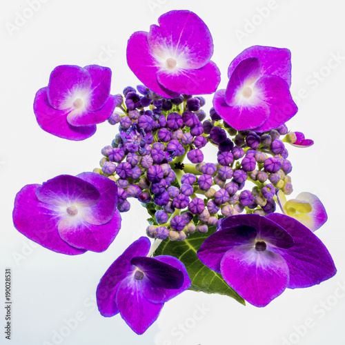 hydrangea