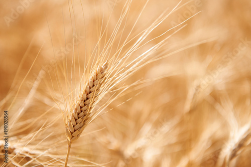 Ear of corn