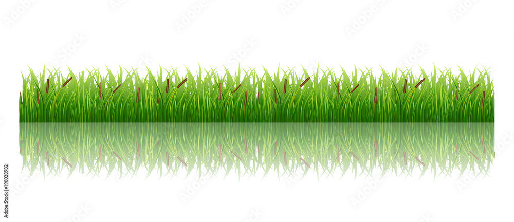 Naklejka Trawa na białym tle obraz wektor zielony łąka łąka