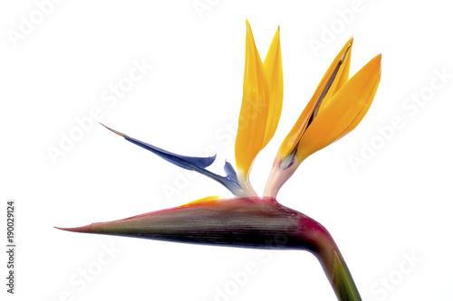 Bird of Paradise