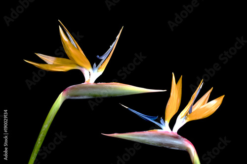 Bird of Paradise