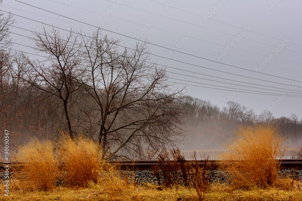 Path through autumn forest on a rainy day and mist fog Path through autumn forest on a rainy day and mist fog