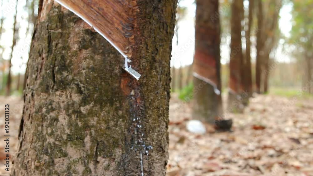 rubber latex drop from rubber tree to pot,moving shot by slider