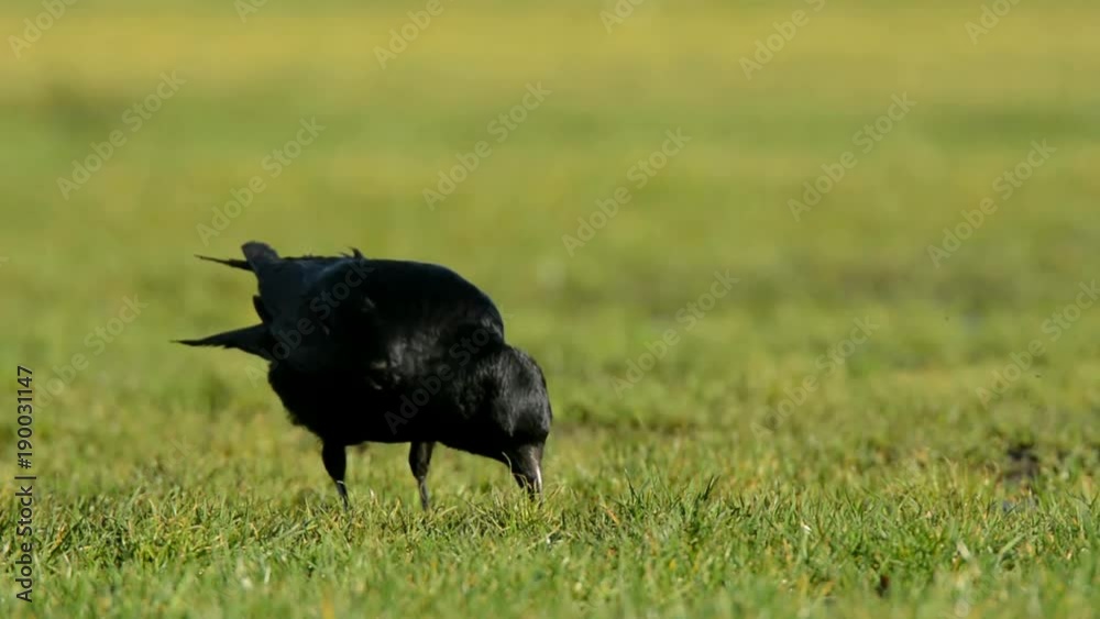 Carrion Crow, Crow, Corvus Corone Carrion Crow, Crow, Corvus Corone