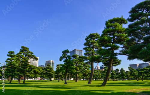 Photography Pine tree park at the center of Tokyo, Japan