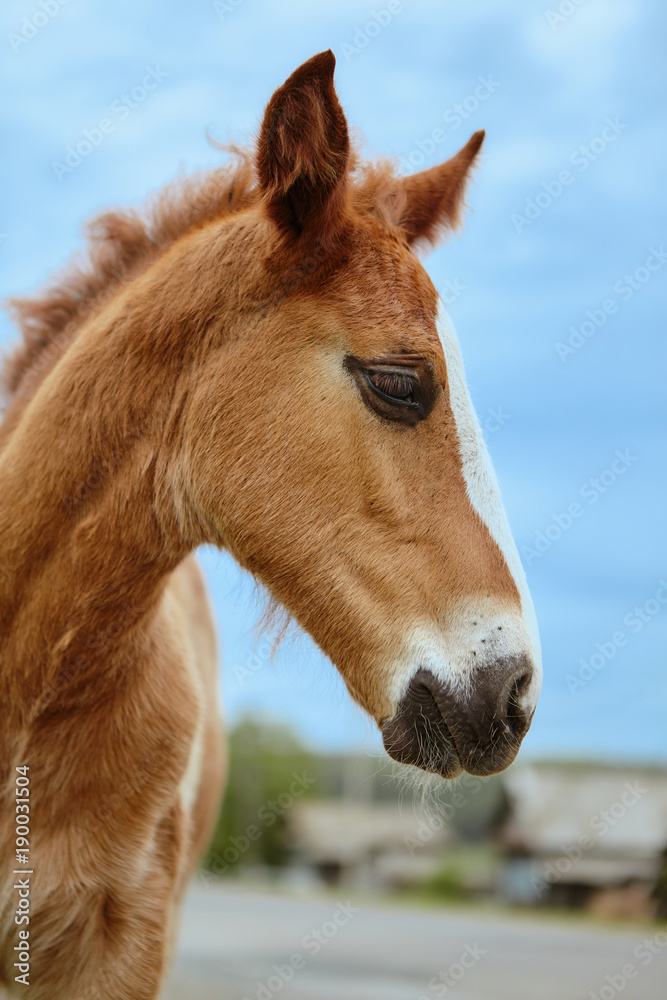 Obraz premium Horses Brown outdoors farm countryside close-up domestic cute