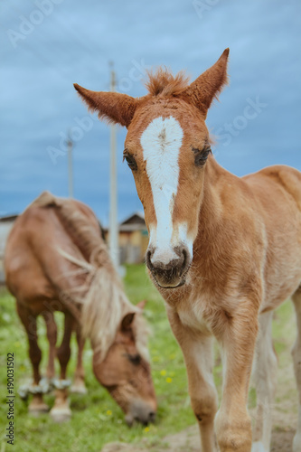 Horses Brown outdoors farm countryside close-up domestic cute © Polina