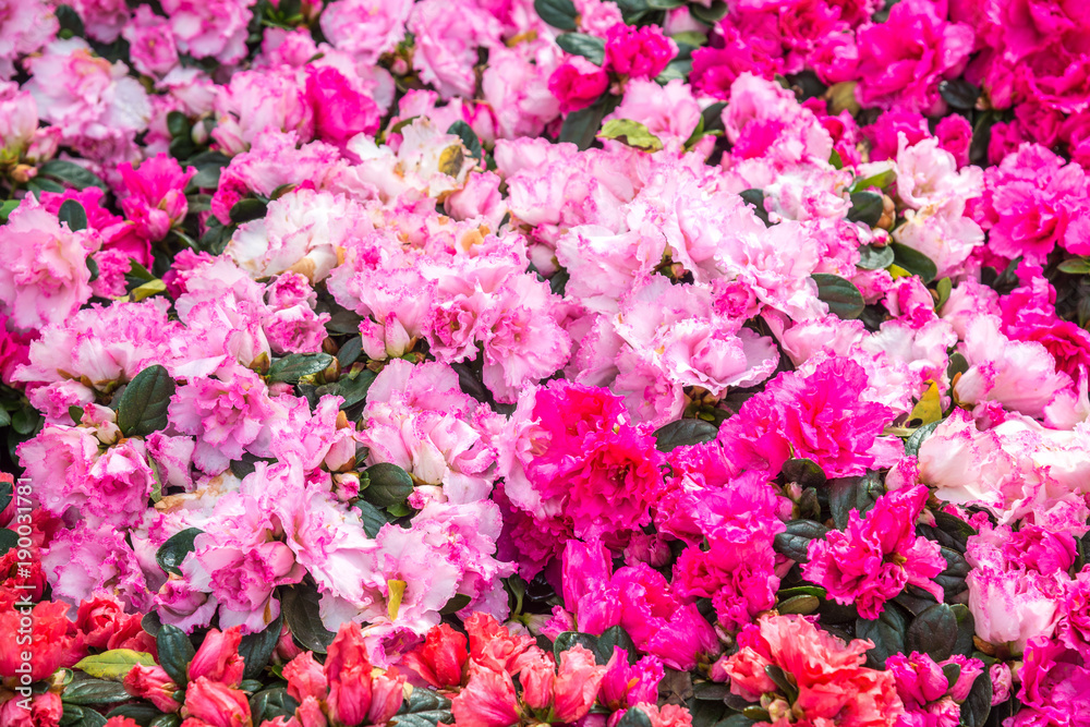 Wild rose flowering in garden (Rhododendron arboreum), Moscow region, Russia