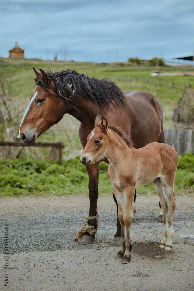 Horses Brown outdoors farm countryside close-up domestic cute Horses Brown outdoors farm countryside close-up domestic cute