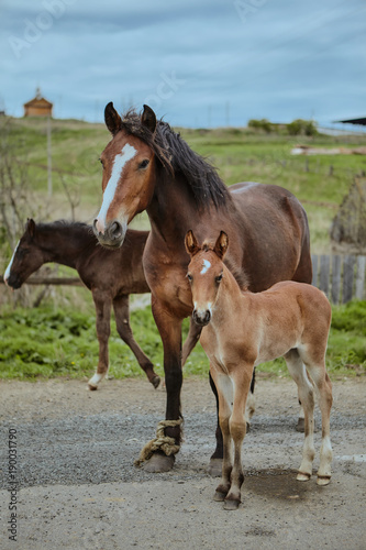 Horses Brown outdoors farm countryside close-up domestic cute