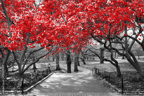 Canopy of red trees in surreal black and white landscape scene in Central Park, New York City