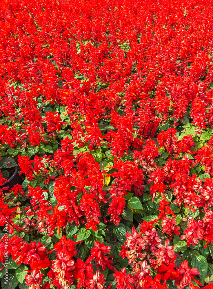 Red flower in beautiful garden in Singha Park Chiangrai Province,Thailand.