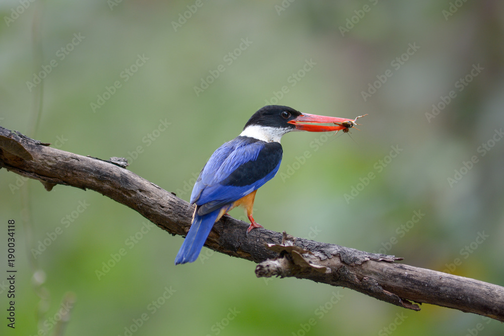 Black-capped Kingfisher (Halcyon pileata)