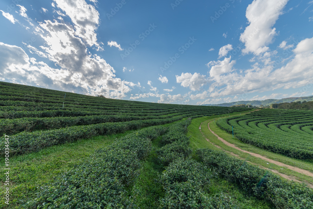 tea plantation with white cloud blue sky and sun light.