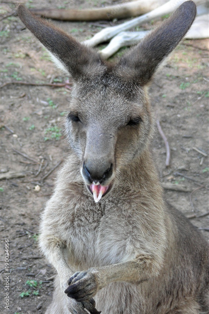 Cheeky Little Kangaroo Poking out its Tongue at You Cheeky Little Kangaroo Poking out its Tongue at You