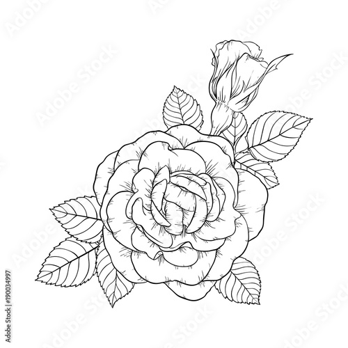 beautiful black and white rose and leaves. Floral arrangement isolated on background. design greeting card and invitation of the wedding, birthday, Valentine s Day, mother s day, holiday.