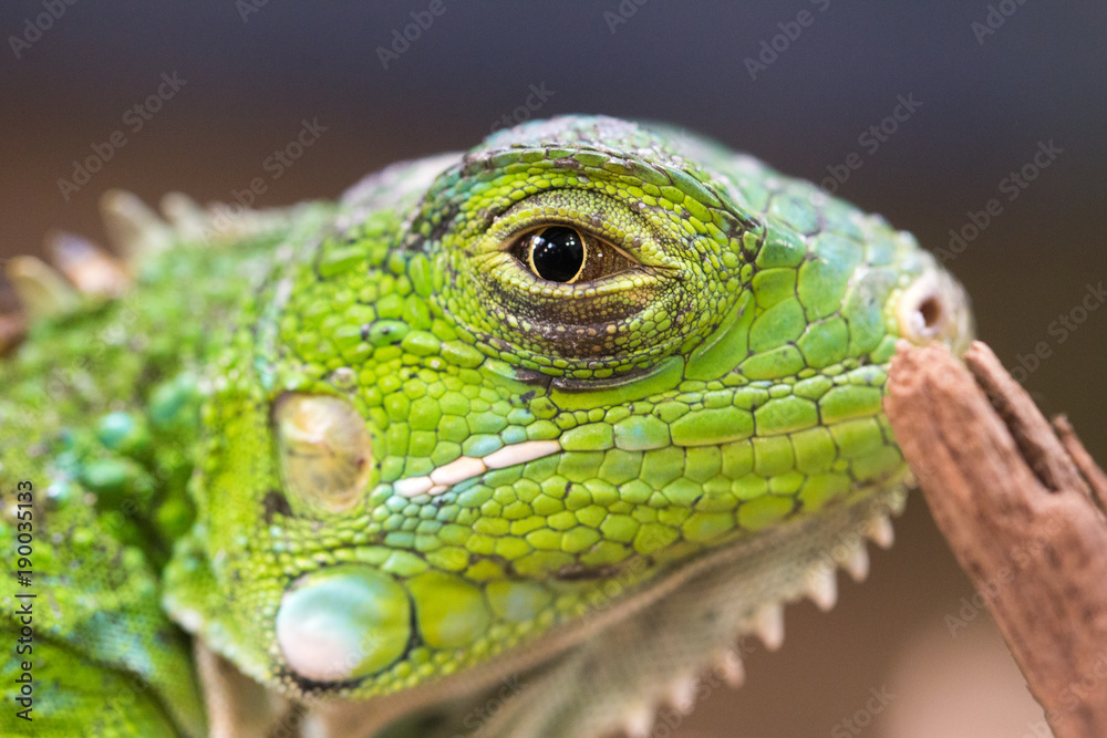 Profile macro photo of a green Iguana Profile macro photo of a green Iguana