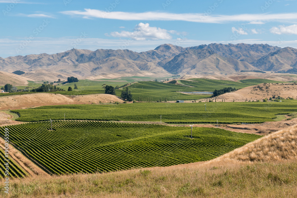 aerial view of New Zealand vineyards in Marlborough region