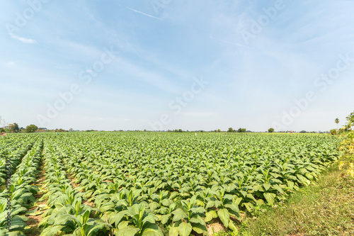 Green tobacco field