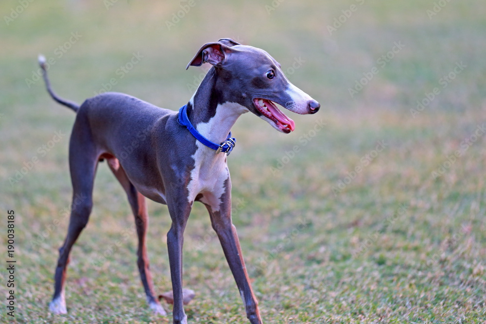 Thai Dog Walking in the Garden