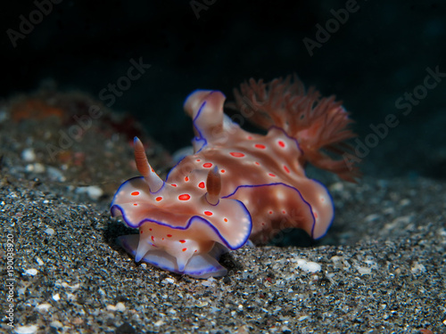 Pink Nudibranch