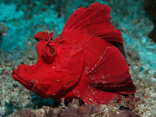 Slika na platnu Crimson Rhinopias
