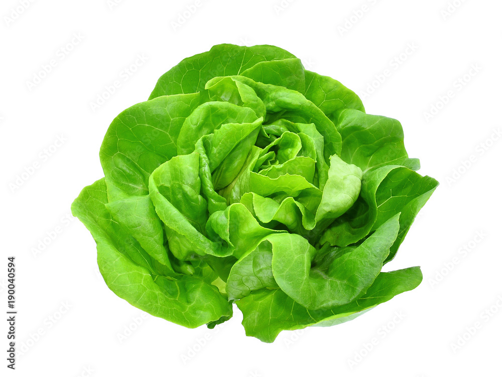green butter lettuce vegetable or salad isolated on white back ground - obrazy, fototapety, plakaty 