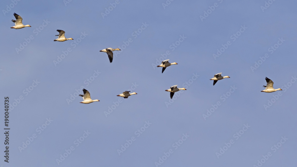 Bird watching snow geese flying in formation
