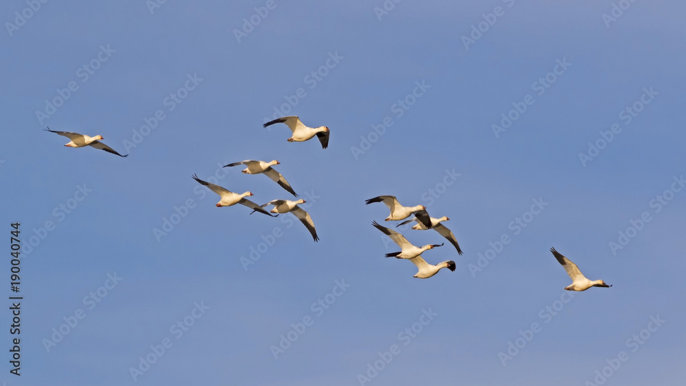 Obraz premium Birds flock of snow geese flying above the California desert at the Salton Sea