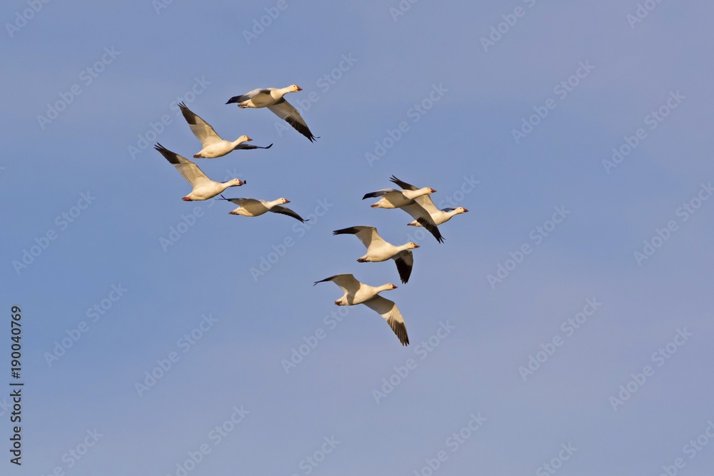 Birds snow geese flock flying at the Salton Sea Birds snow geese flock flying at the Salton Sea