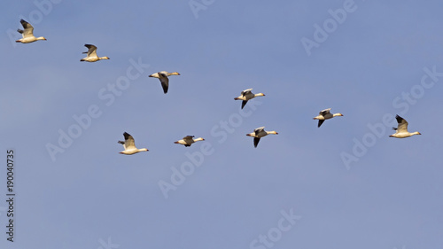 Bird watching snow geese flying in formation