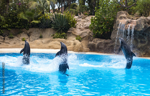 dolphin show photo