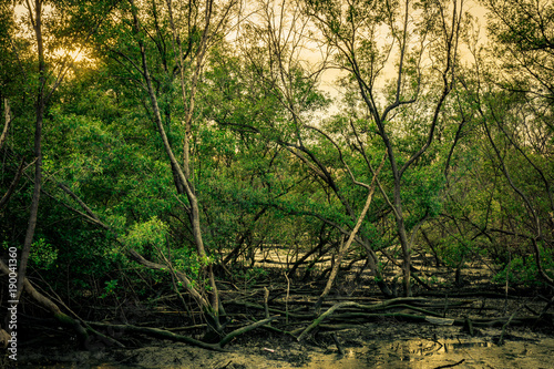Green leaves of mangrove tree and dead tree in mangrove forest as background with clear white sky. Dark emotional scene.