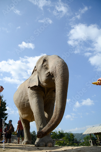 Elephant from thailand © Francisco Cavilha Nt