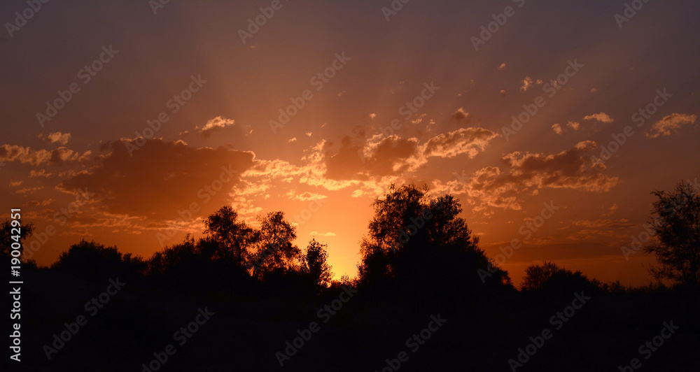 The dark sunset. Red rays of the sun through black trees. Good for website design, horizontal internet sliders and banners.