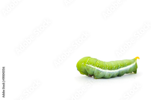 Green butterfly worm on whi...