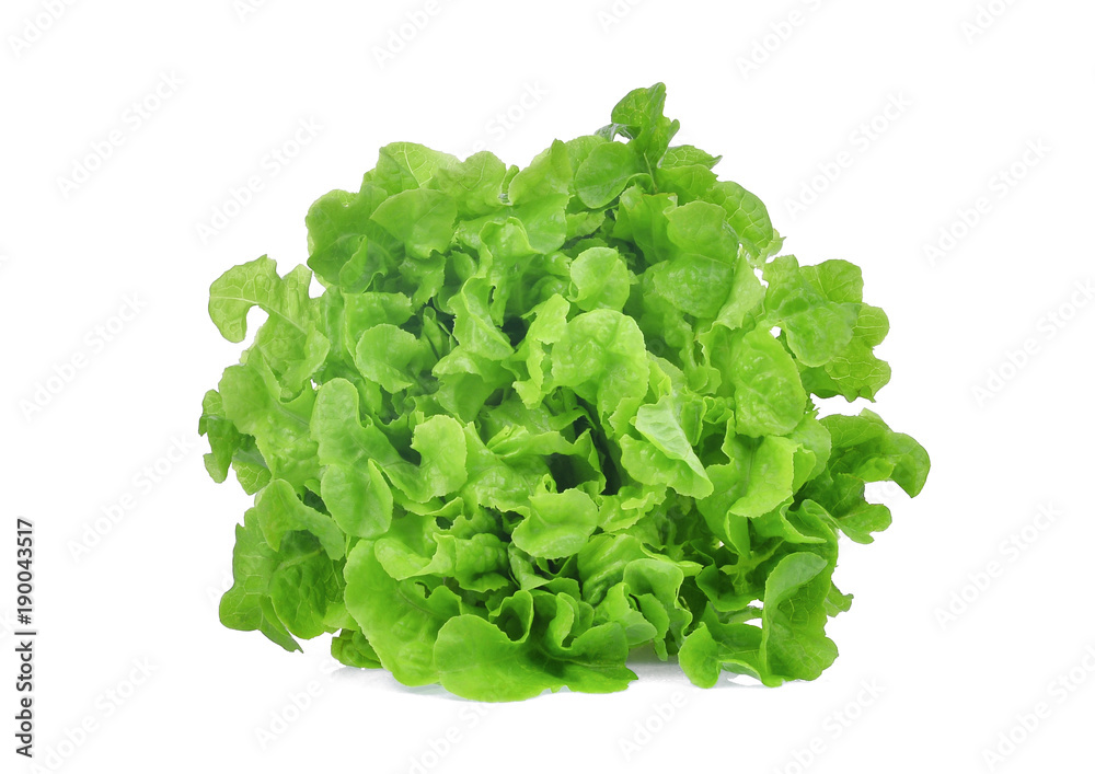 fresh green oak lettuce salad leaves isolated on white background fresh green oak lettuce salad leaves isolated on white background