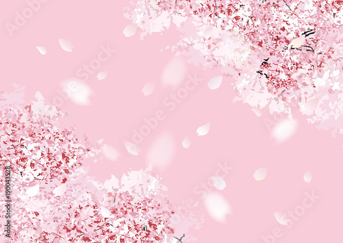 桜フル斜め ピンクベタ