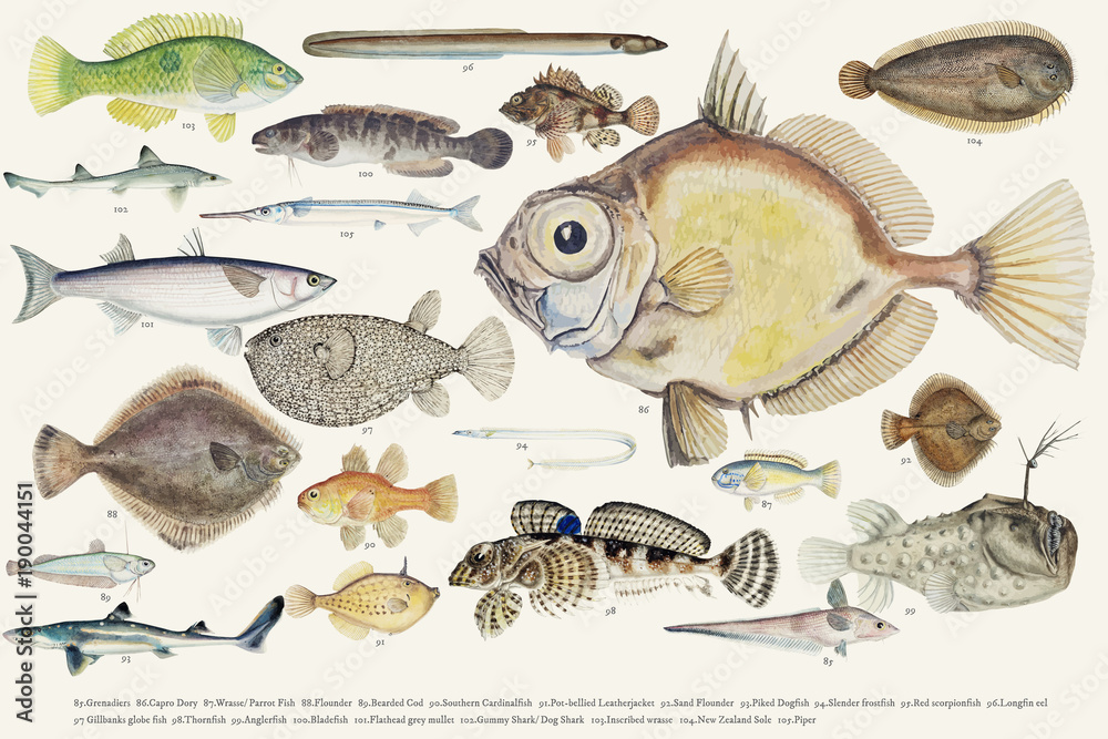 Naklejka premium Colored vector illustration of fish drawing collection