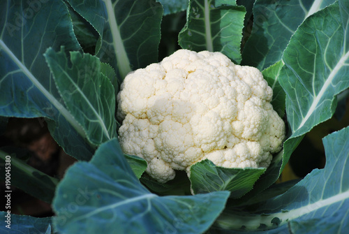 Cauliflower growing in the field