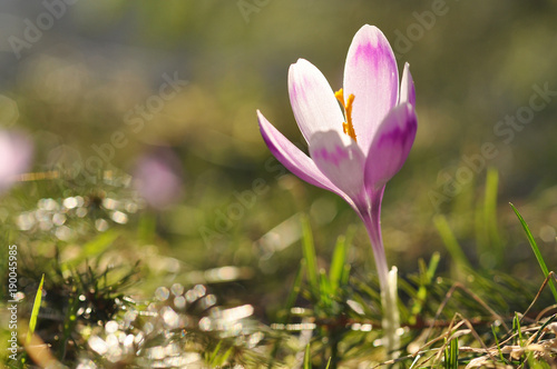 Spring flowering bulbs of purple Crocus flower. Crocus vernus