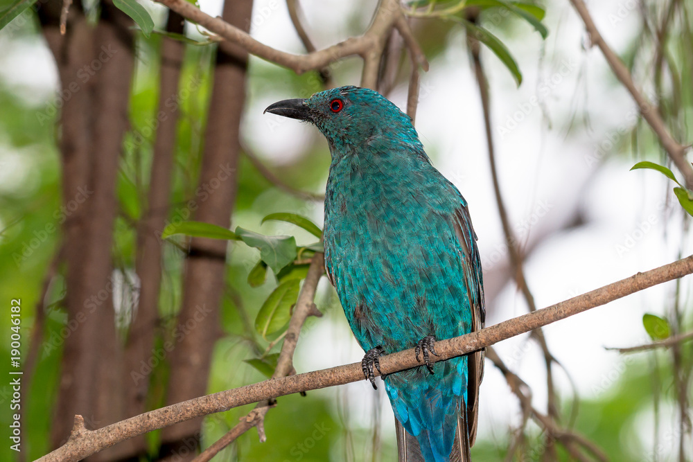 Asian Fairy-bluebird is found in forests across tropical southern Asia Asian Fairy-bluebird is found in forests across tropical southern Asia
