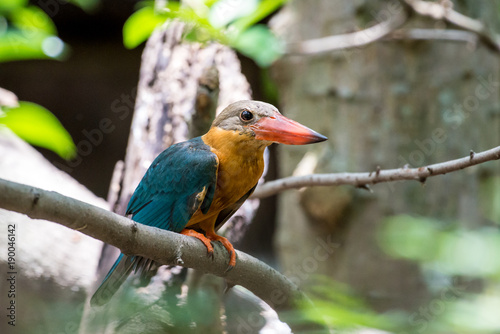 Stork-billed Kingfisher is a very large kingfisher, adult has a green back, blue wings and tail, olive-brown head and very large bill and legs are bright red.