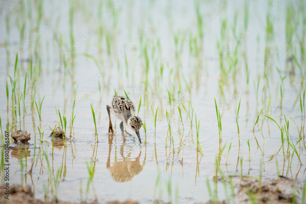 The black-winged stilt, common stilt, or pied stilt is a widely distributed very long-legged wader. The black-winged stilt, common stilt, or pied stilt is a widely distributed very long-legged wader.
